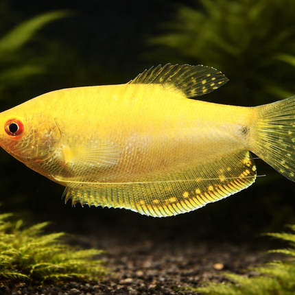 Golden Gourami (4cm)