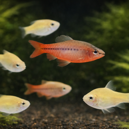 Cherry Barb (3cm)