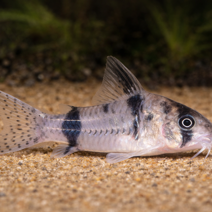 Corydoras Reynoldsi (3-4cm)