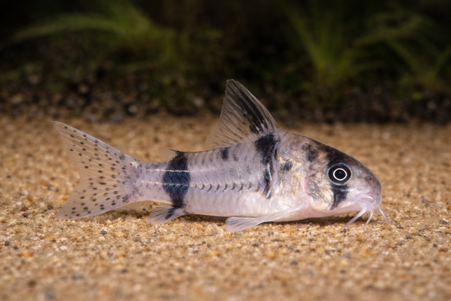 Corydoras Reynoldsi (3-4cm)