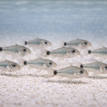 Corydoras Hastatus (1cm)
