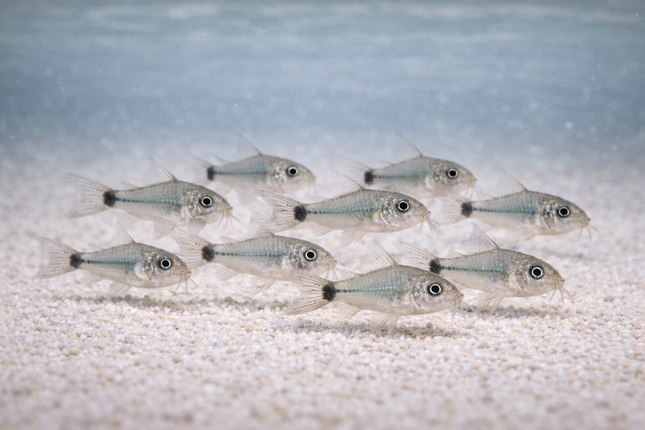 Corydoras Hastatus (1cm)