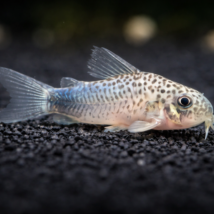 Corydoras Similis (2.5cm)