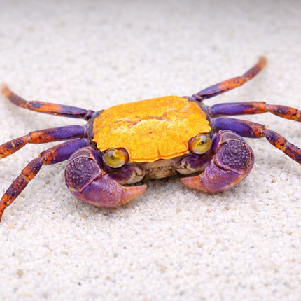 Halloween vampire crab 2cm x 5pc