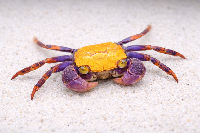 Halloween vampire crab 2cm x 5pc