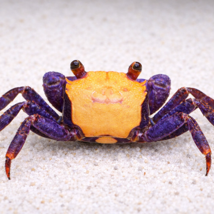 Halloween vampire crab 2cm x 5pc
