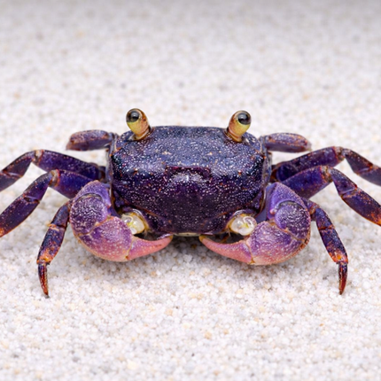 Violet vampire crab 2cm x 5pc