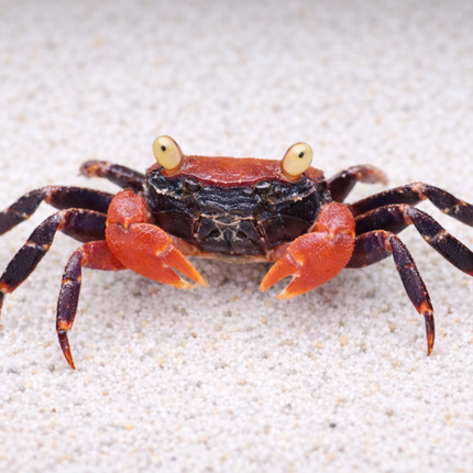 Red devil vampire crab 2cm x 5pc