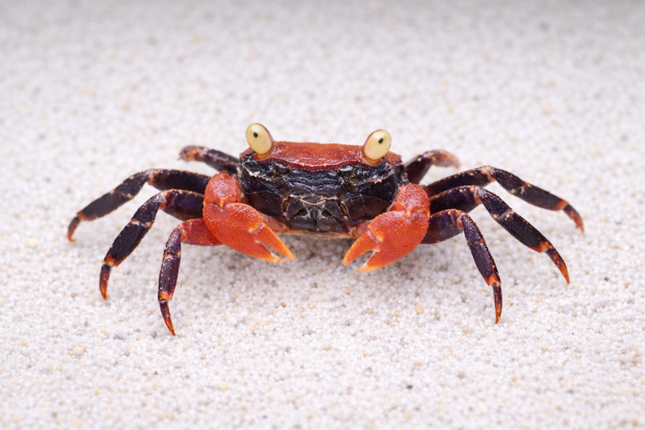 Red devil vampire crab 2cm x 5pc