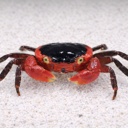 Red apple vampire crab 2cm x 5pc