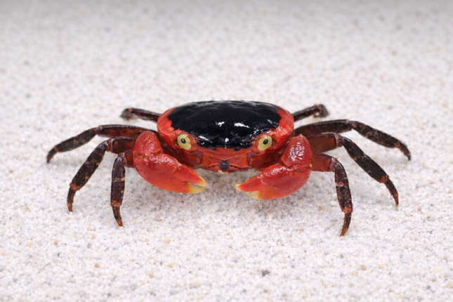 Red apple vampire crab 2cm x 5pc