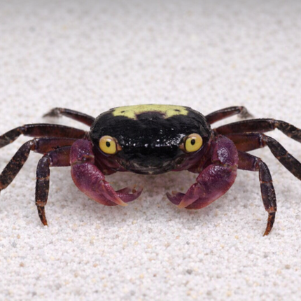 Purple leg vampire crab 2cm x 5pc