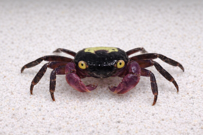 Purple leg vampire crab 2cm x 5pc