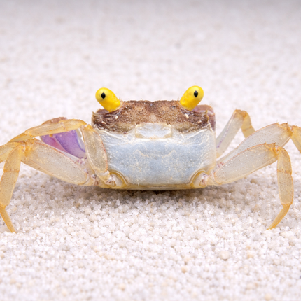 Orchid vampire crab 2cm x 5pc