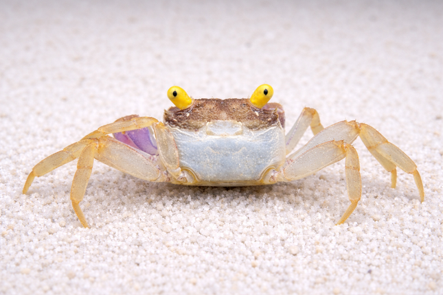 Orchid vampire crab 2cm x 5pc