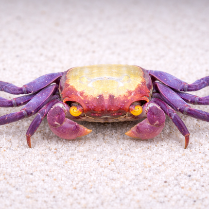 Orange eye Vampire crab 2cm x 5pc