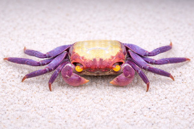 Orange eye Vampire crab 2cm x 5pc