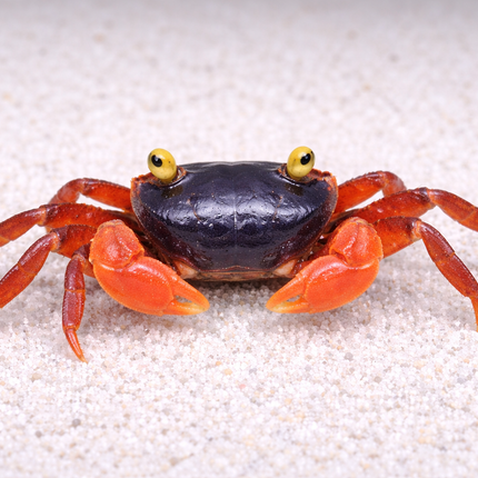 Rainbow crab 6-10cm