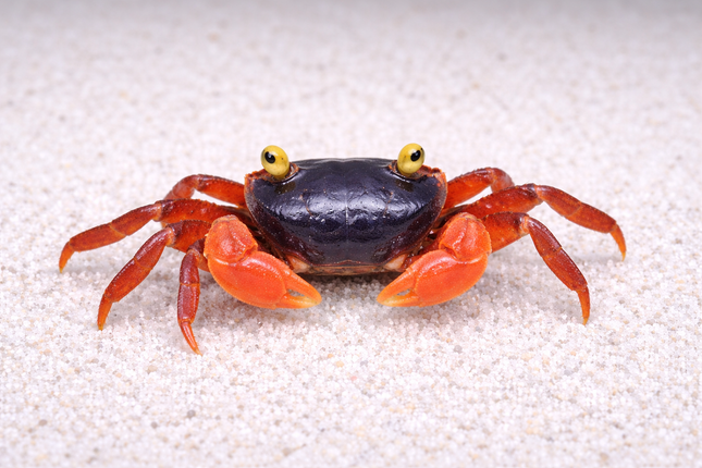 Rainbow crab 6-10cm