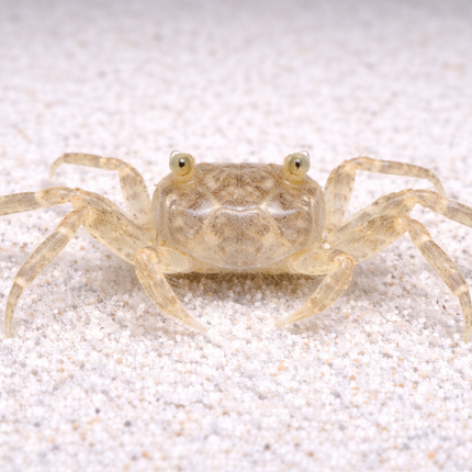 Thai micro-crab 0.8-1.2cm