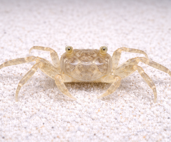 Thai micro-crab 0.8-1.2cm – Fishlist by Desmond Lim