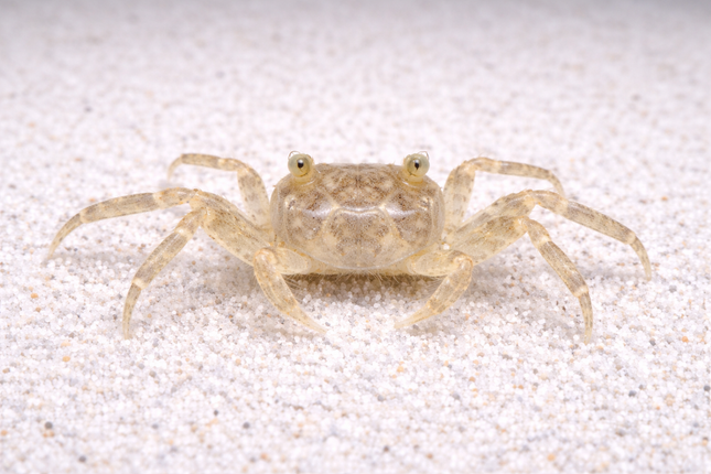 Thai micro-crab 0.8-1.2cm