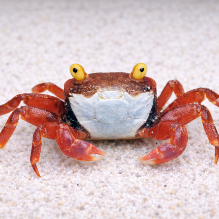Golden eye vampire crab 2cm x 5pc