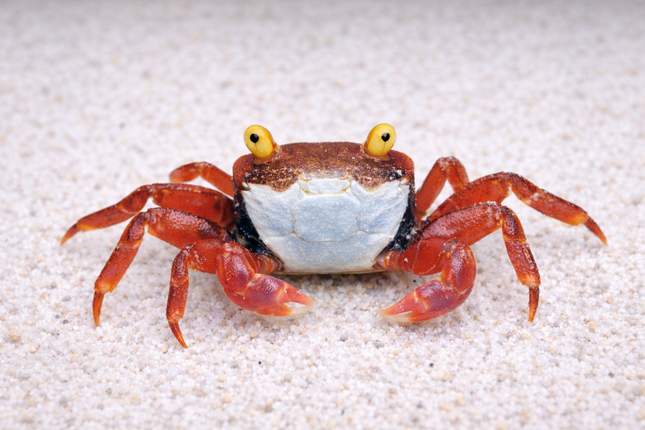 Golden eye vampire crab 2cm x 5pc