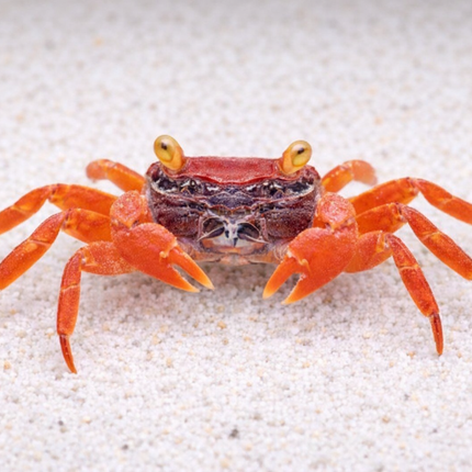 Red tomato vampire crab 2cm x 5pc