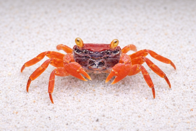 Red tomato vampire crab 2cm x 5pc