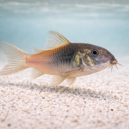 Corydoras CW217