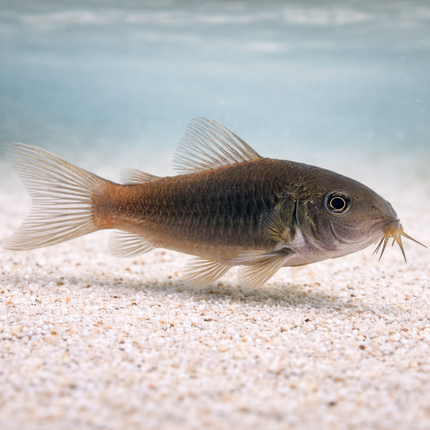Corydoras Hephaestus 3cm