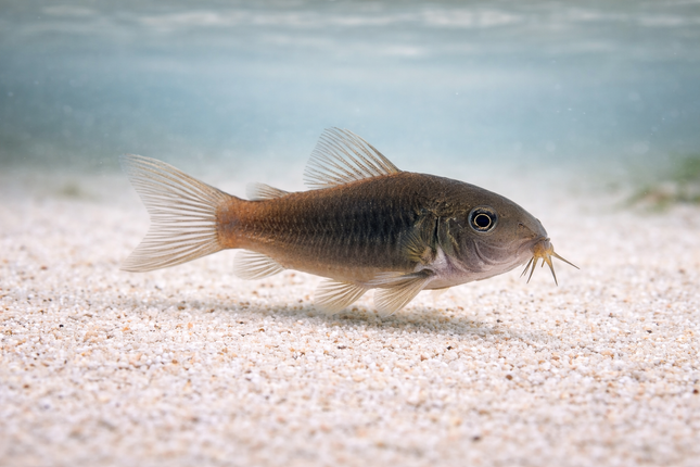Corydoras Hephaestus 3cm