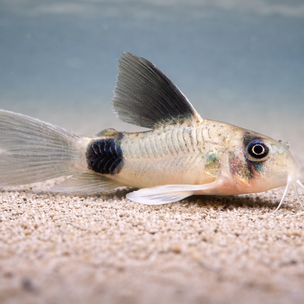 Longfin Panda corydoras (3cm)