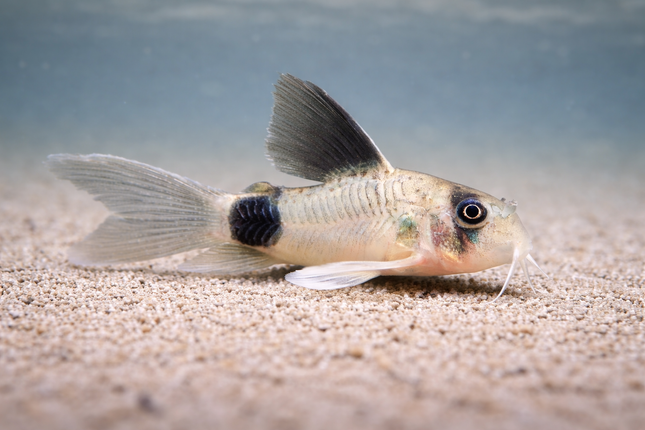 Longfin Panda corydoras (3cm)