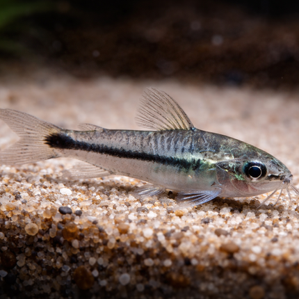 Pygmy Corydoras (1cm)