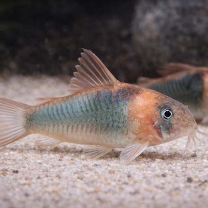 Corydoras Eques (4cm)