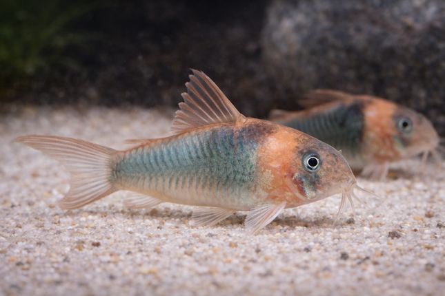 Corydoras Eques (4cm)