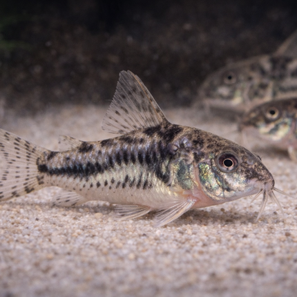 Corydoras Peppered (3cm)