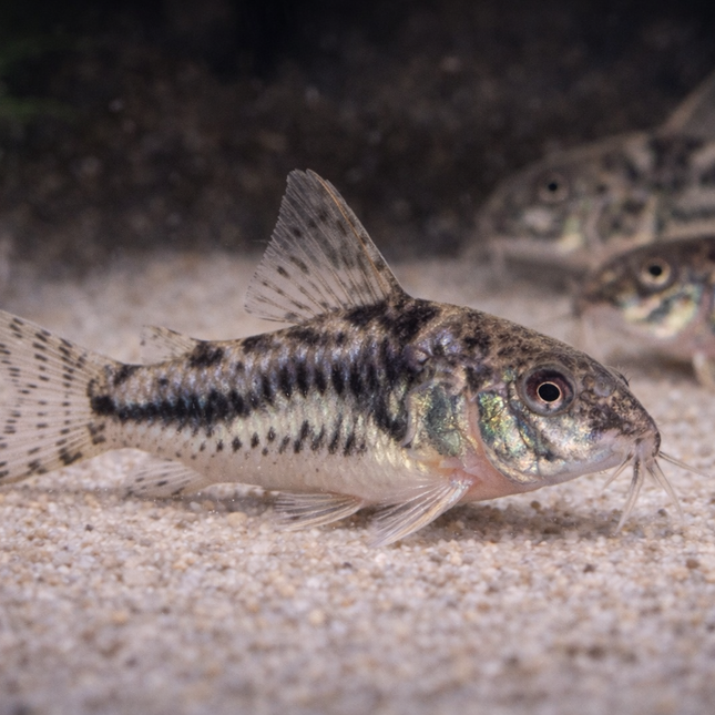 Corydoras Peppered (3cm)