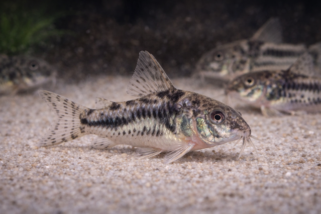 Corydoras Peppered (3cm)