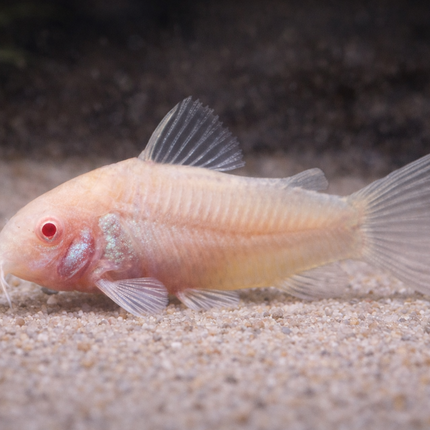 Corydoras Albino (3cm)