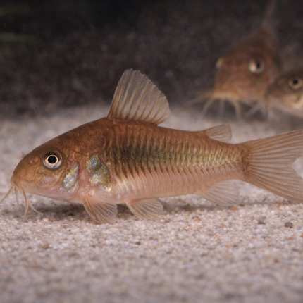 Corydoras Aeneus (3cm)