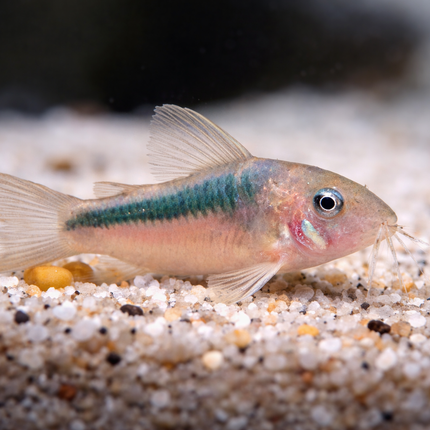 Corydoras Rabauti (3-4cm)