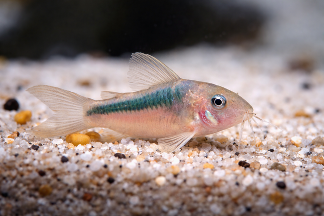 Corydoras Rabauti (3-4cm)