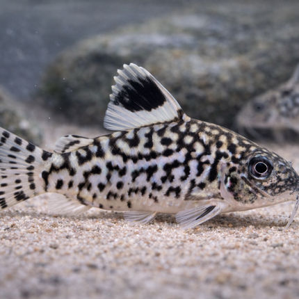 Corydoras Reticulatus (4cm)