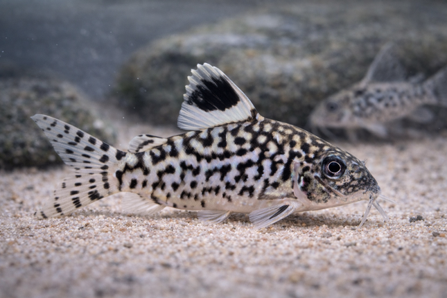 Corydoras Reticulatus (4cm)