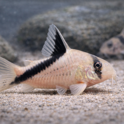 Corydoras Melini (4cm)