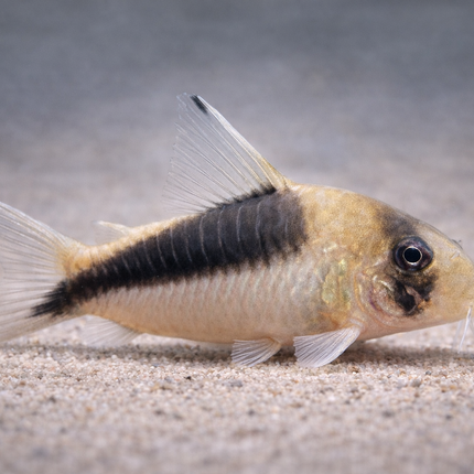 Corydoras cw106 (4cm)