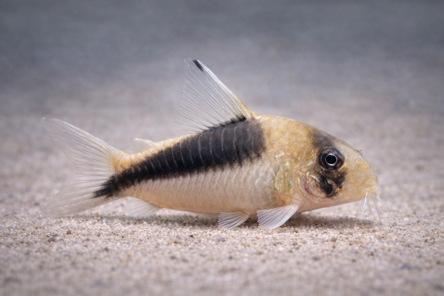 Corydoras cw106 (4cm)